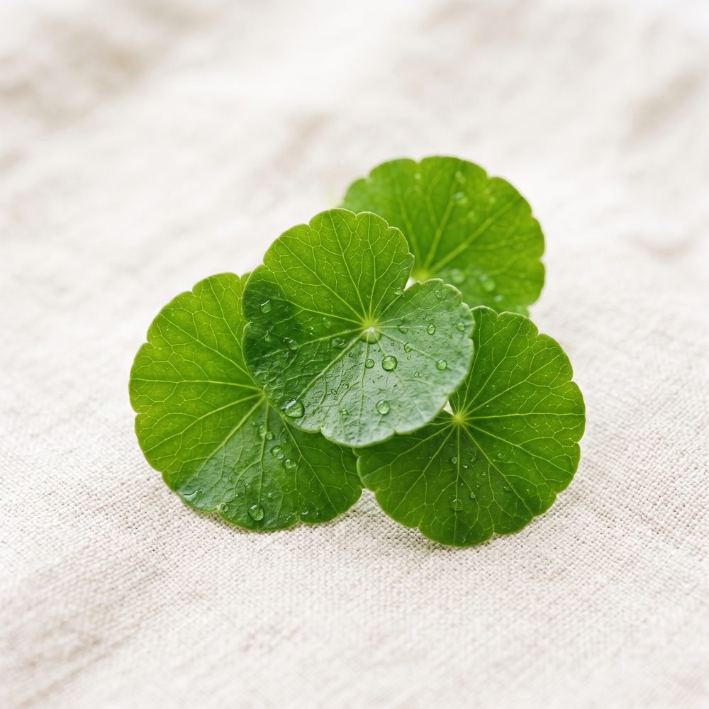 Centella asiatica leaf