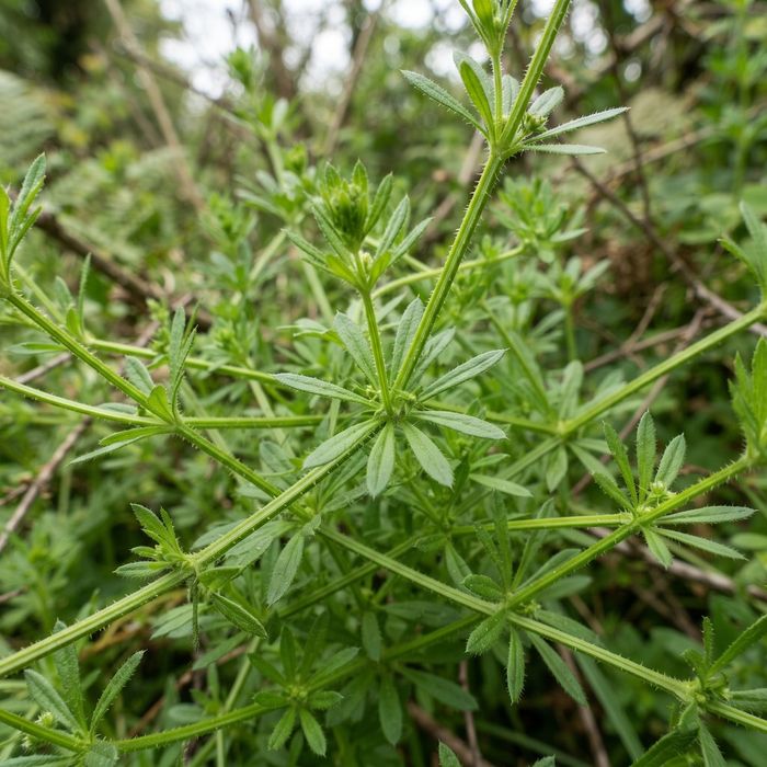 Cleavers