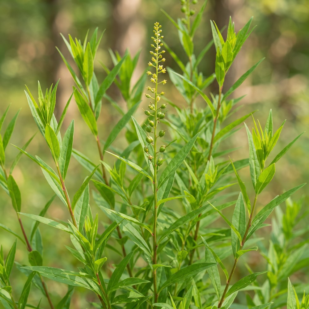 Stillingia (Stillingia sylvatica)