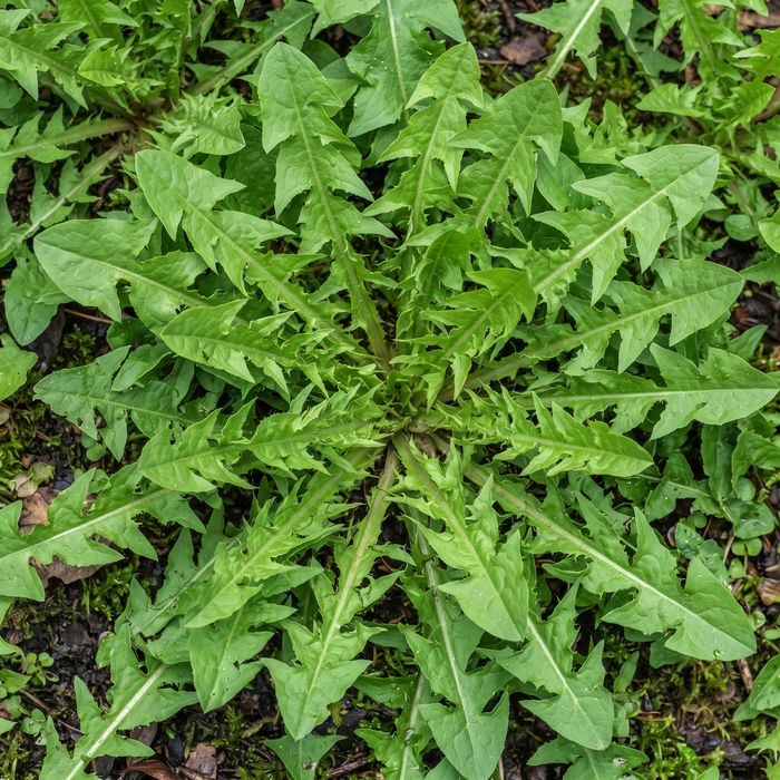 Dandelion Leaf
