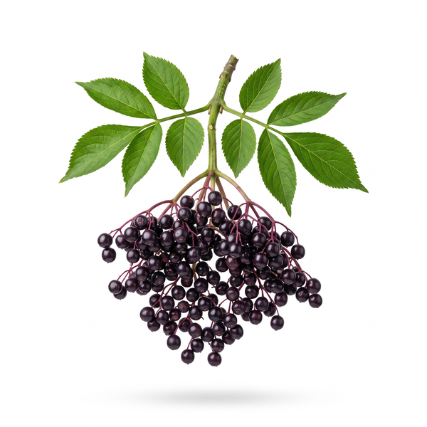 Elderberry